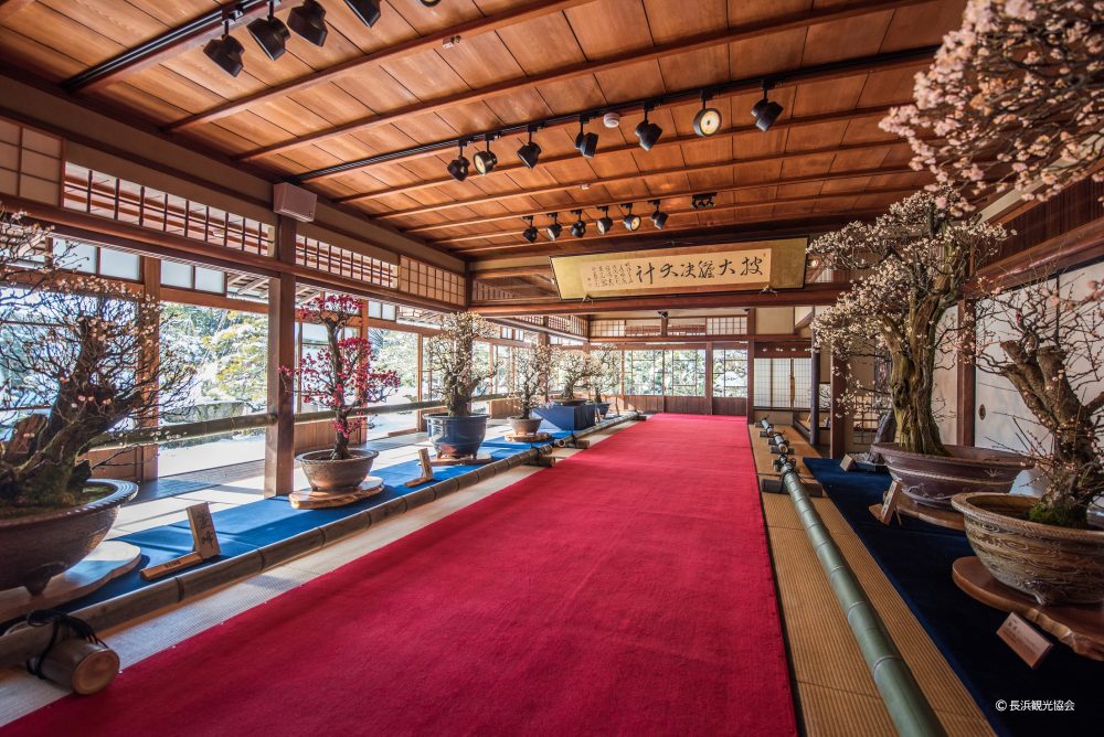 第75届长浜盆梅展