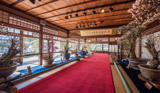 第75届长浜盆梅展