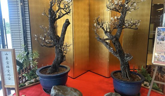 第43届鸭之里盆梅展鱼和牡丹饼