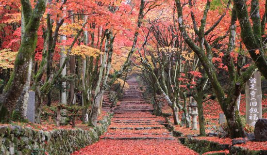 [Enjoying Autumn] Recommended autumn leaves spot