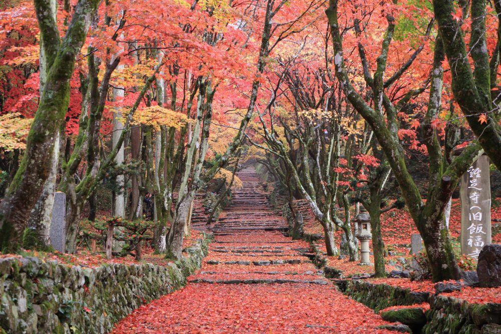 雞足寺
