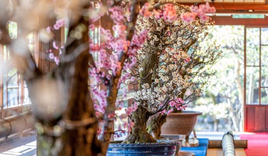 第75回長浜盆梅展