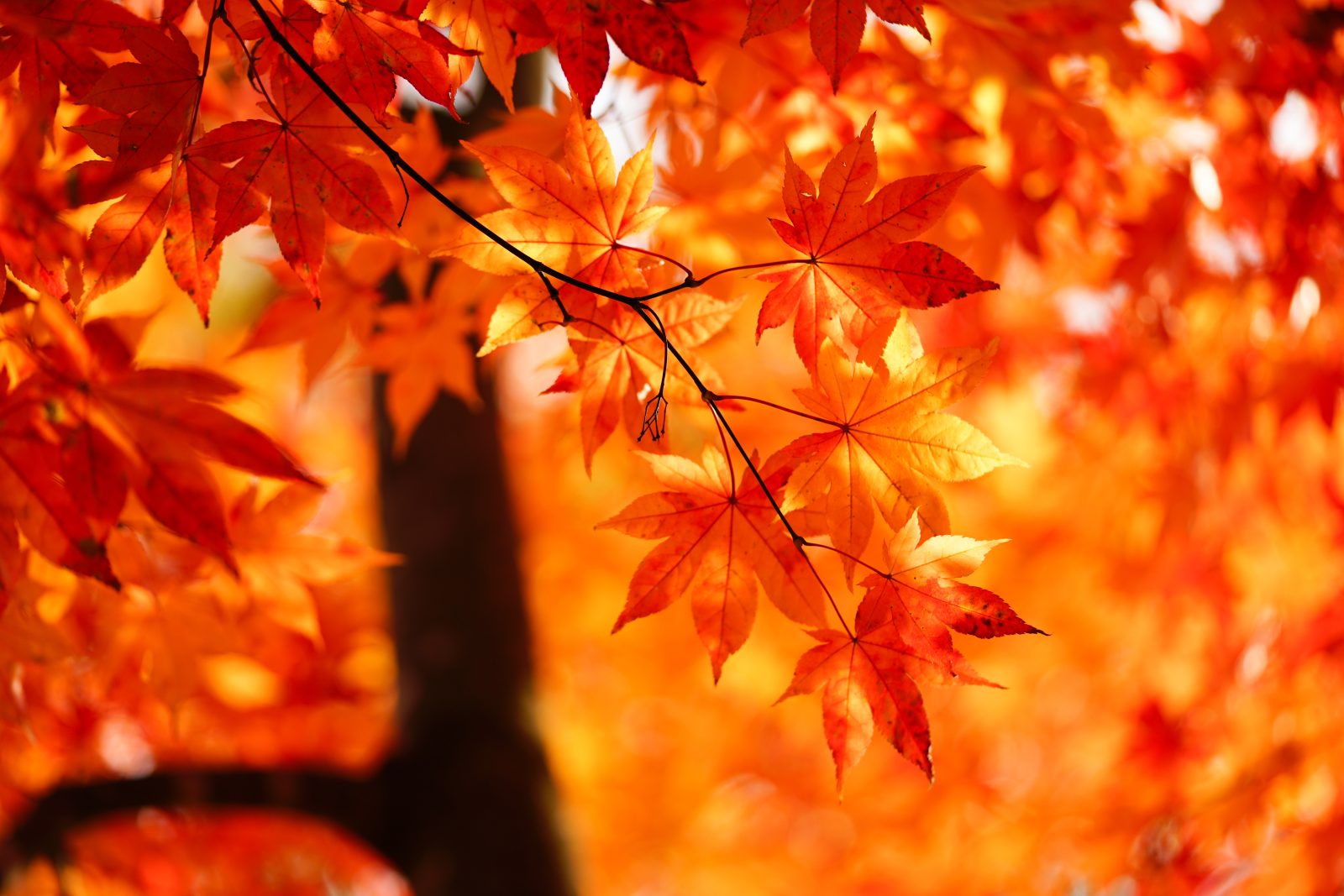 紅葉