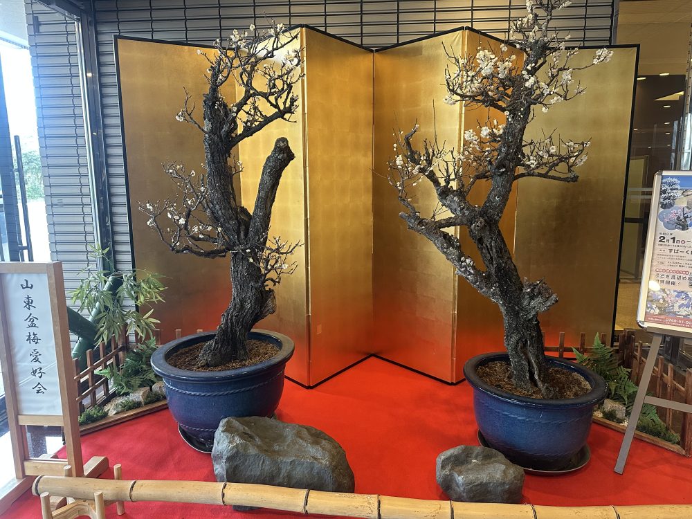 第43回鴨の里　盆梅展かものさと ぼんばいてん